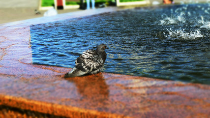 The dove sits near the fountain