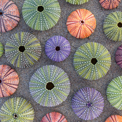 colorful green, violet, pink and orange sea urchins on wet sand