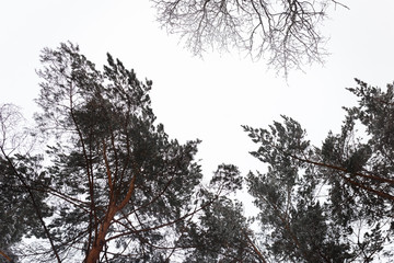 tops of winter trees in the snow