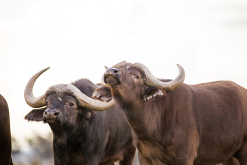 Close up image of Cape Buffalo in a nature reserve in South Africa