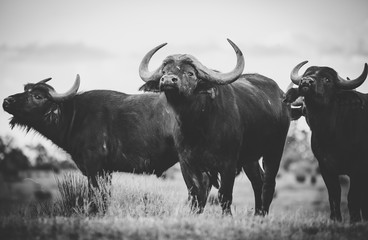 Close up image of Cape Buffalo in a nature reserve in South Africa