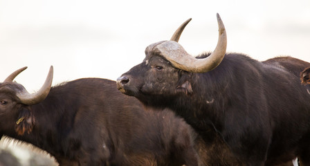 Close up image of Cape Buffalo in a nature reserve in South Africa