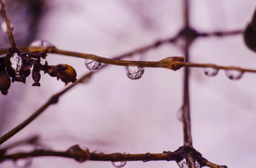 Water drops on tree branch in the rainy twilight