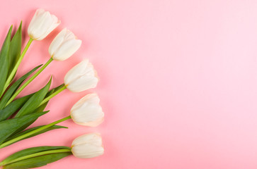 Beautiful white tulips flowers for holiday.