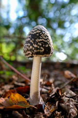 Spechttintling - Coprinopsis picacea auf laubbedekten Waldboden