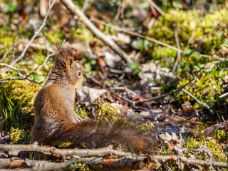 Squirrel sitting at the ground in the woods