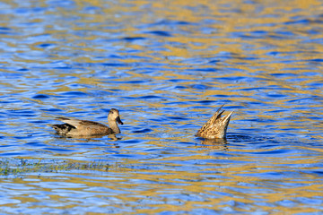 Gadwall ducks in a lake at the summer