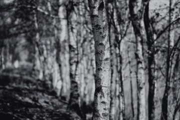Birkenallee im Moor in einer Detailaufnahme - schwarz weiß