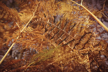 Herbstlich gefärbte Farnwedel - bokeh