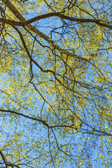 Newly opened leaves on a tree against a blue sky