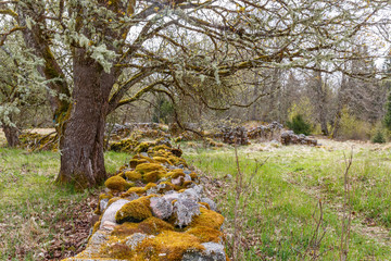 Fototapeta premium OLd Stone Wall with moos