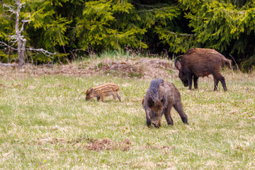 Wild boar on a meadow with young piglets