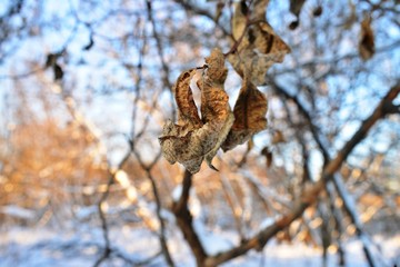 Winter leaf