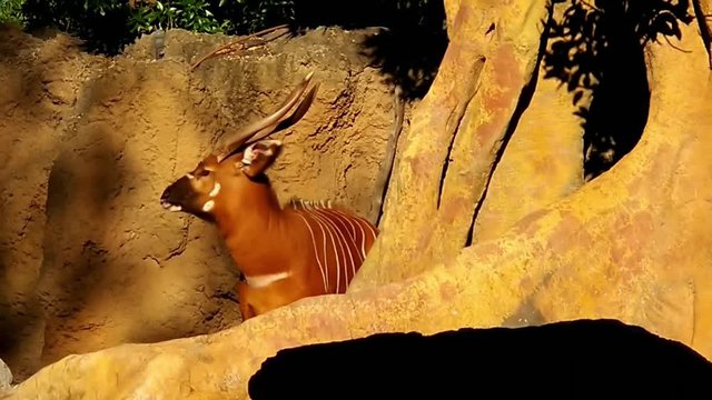 Beautiful large African Anilopa bongo well lit by the sun.