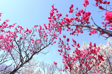紅梅と白梅　早春