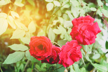 A large red rose is blooming in the midst of a green leaf in the background and has sunlight shining through.