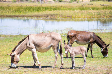 Obraz na płótnie Canvas Donkey's grazing in Africa