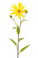 Jerusalem artichoke (Helianthus tuberosus) flower