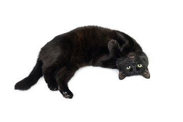 Black cat is lying relaxed on his back