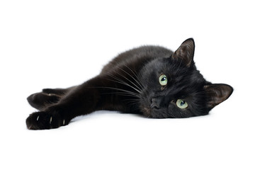 Black cat lying on its side on a white background