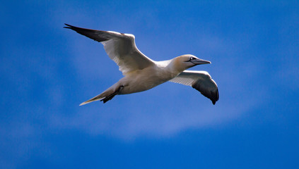 Northern Gannets Morus bassanus in flight