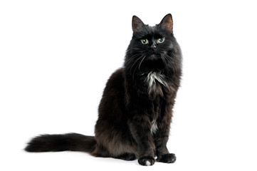 Cute black cat sitting on a white looking in camera