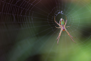 Close up macro image of an orb web spider on its web waiting for a prey insect.