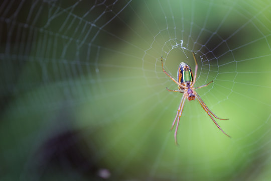 Close up macro image of an orb web spider on its web waiting for a prey insect.