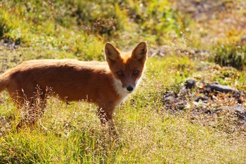 A beautiful wild red fox stands on the slope of the Verblyud (literally: Camel) extrusion rock in the valley between the Avachinsky and Koryaksky volcanoes