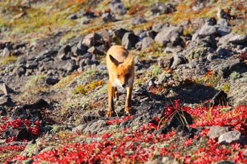 A beautiful wild red fox stands on the slope of the Verblyud (literally: Camel) extrusion rock in the valley between the Avachinsky and Koryaksky volcanoes