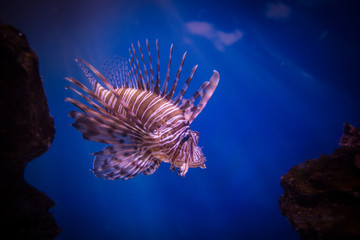 Close up image of a lion fish in an aquarium