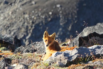 A beautiful wild red fox sits by stone and looks in camera on the slope of the Verblyud (literally:...