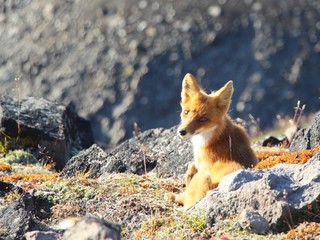 A beautiful wild red fox sits by stone on the slope of the Verblyud (literally: Camel) extrusion rock in the valley between the Avachinsky and Koryaksky volcanoes