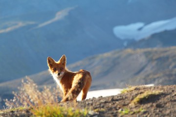 A beautiful wild red fox looks back standing on the slope of the Verblyud (literally: Camel) extrusion rock in the valley between the Avachinsky and Koryaksky volcanoes