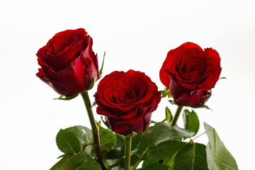 Gorgeous red roses close up view isolated. Beautiful backgrounds. Red Roses backgrounds. Valentine day backgrounds.