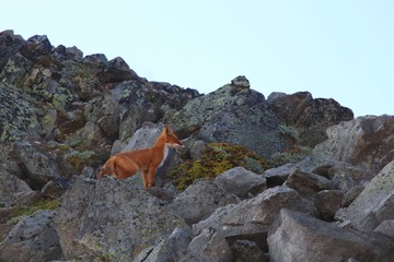 A beautiful wild red fox on the slope of the Verblyud (literally: Camel) extrusion rock in the valley between the Avachinsky and Koryaksky volcanoes