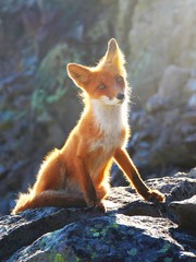 A beautiful wild red fox sits on a stone on the slope of the Verblyud (literally: Camel) extrusion rock in the valley between the Avachinsky and Koryaksky volcanoes.