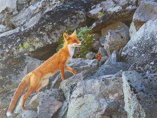 A beautiful wild red fox on the slope of the Verblyud (literally: Camel) extrusion rock in the...