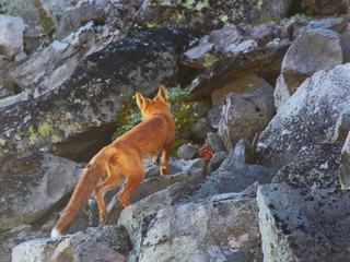 A beautiful wild red fox on the slope of the Verblyud (literally: Camel) extrusion rock in the...