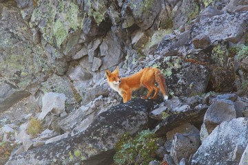 A beautiful wild red fox on the slope of the Verblyud (literally: Camel) extrusion rock in the valley between the Avachinsky and Koryaksky volcanoes