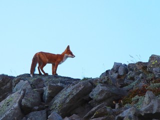 A beautiful wild red fox on top of the slope of the Verblyud (literally: Camel) extrusion rock in the valley between the Avachinsky and Koryaksky volcanoes