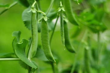 Fototapeta na wymiar The green peas in the vegetable garden.