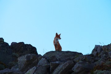 A beautiful wild red fox on top of the slope of the Verblyud (literally: Camel) extrusion rock in...
