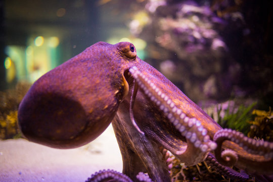 Close up image of an octopus in an aquarium