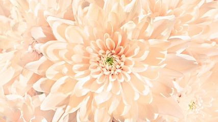 Fresh spring and summer pastel coral color close-up chrysanthemum bud pattern texture