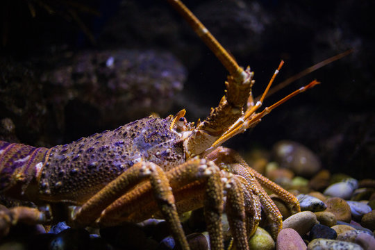 Close up image of a western cape rock lobster underwater