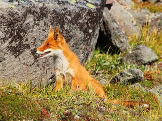 A beautiful wild red fox sits by stone on the slope of the Verblyud (literally: Camel) extrusion rock in the valley between the Avachinsky and Koryaksky volcanoes