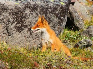 A beautiful wild red fox sits by stone on the slope of the Verblyud (literally: Camel) extrusion rock in the valley between the Avachinsky and Koryaksky volcanoes