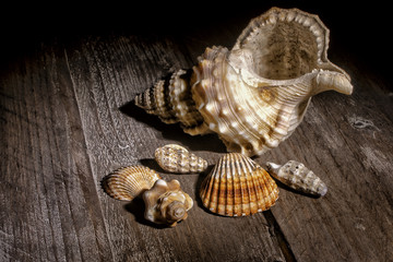 sea shell on a black background