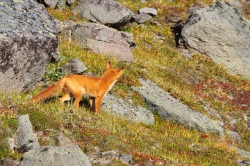 A beautiful wild red fox stands on the slope of the Verblyud (literally: Camel) extrusion rock in...